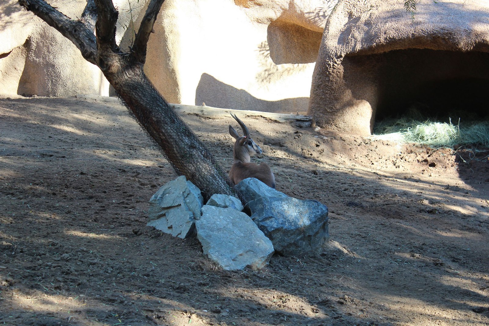 San Diego Zoo Part II 058